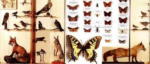 Експозиція залу природи